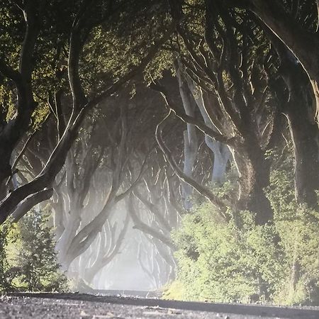 Dark Hedges Cottage Ballycastle Eksteriør billede